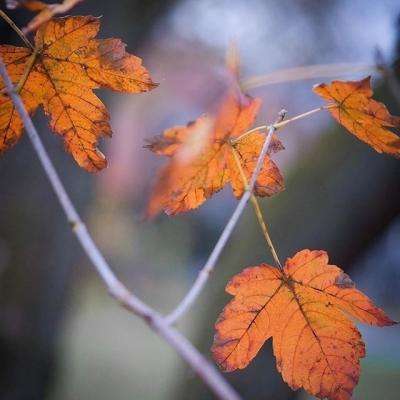 半岛官方下载地址